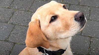 Behind the scenes of a guide dog school in Greater Manchester.