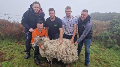 Fiona the sheep is now due for a much-needed shearing after her rescue