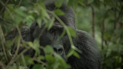 A gorilla looks through foliage