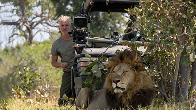 Outdoor shot of a camera operator with equipment behind a lion