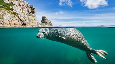 Young grey seal (Halichoerus grypus) swimming under the surface of water beneath cliffs