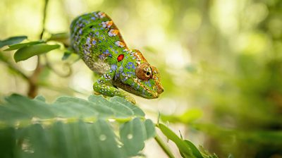 Brightly coloured Kirindy Forest Chameleon on a leaf, Madagascar