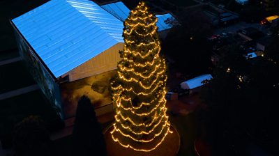Wakehurst Christmas tree
