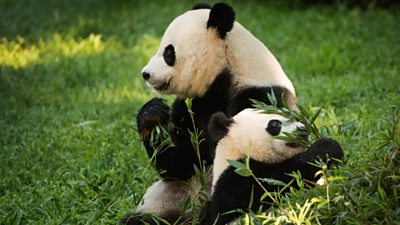 Two giant pandas at the National Zoo
