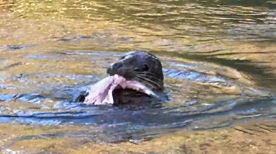 Seal with fish in its mouth