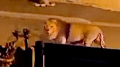 Lion wanders along quiet road at nighttime