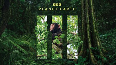 Planet Earth III with chimpanzee in the III and background of green dense forest