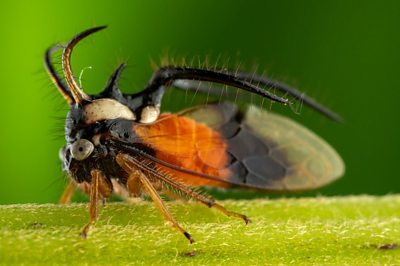 A close-up of a treehopper (Membracidae) in Yasuni National Park, Ecuador.