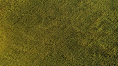 An aerial shot of one of the extensive eucalyptus plantations in Brazil