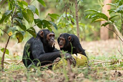 An adult and young chimpanzee sitting on ground eating jackfruit
