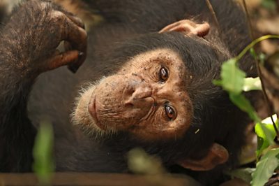 A close-up of an eastern chimpanzee