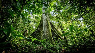 An Amazonian kapok tree in the Tambopata region, Peru