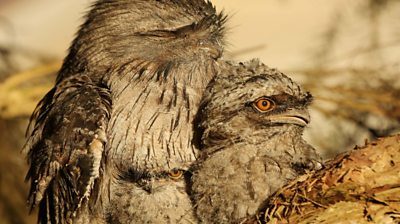 Three tawny frogmouths
