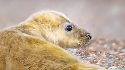 baby seal on a stone beach