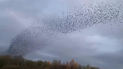 Thousands of birds were captured on camera swooping above a nature reserve near Preston.