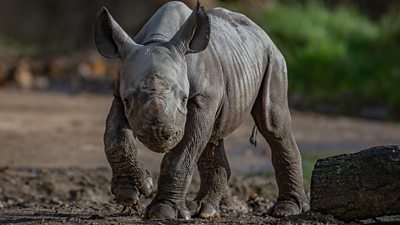 Eastern black rhino calf