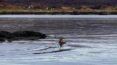 Stag swimming
