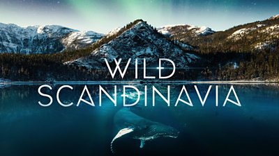 Iconic image for Wild Scandinavia, showing a landscape and an underwater scene. At the bottom of the image, a humpback whale swims below the surface of a body of water. At the top of the image, the Northern Lights fill the sky above a mountain range. Text on the image reads: “Wild Scandinavia”