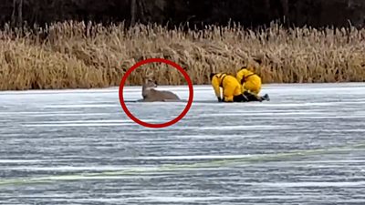deer stuck on frozen lake