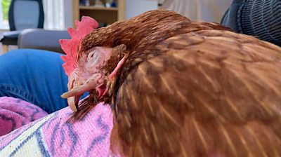 Wonky beaked chicken inspires chicken rescue