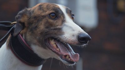 Young greyhound hot sale