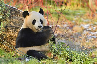 Giant panda eating bamboo at Edinburgh Zoo