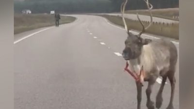 Reindeer walks on A11.