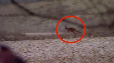 Escaped kangaroo