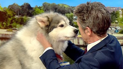 Charlie Stayt gets up close with Thunder the therapy dog as he visits BBC Breakfast.