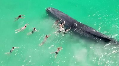 Swimmers near a humpback whale