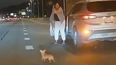Driver steps out of vehicle to catch chihuahua