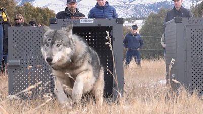 A wolf running out of a cage