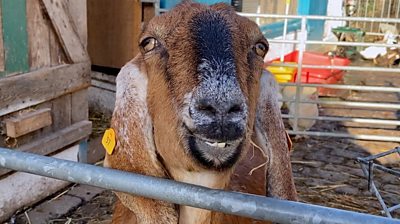 A goat at Hackney City Farm