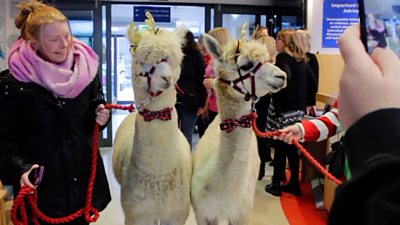 Alpacas visit patients at Tewkesbury Community Hospital