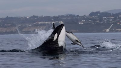 A killer whale hunts a dolphin near San Diego