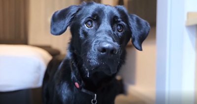 Correspondent Sean Dilley has been getting to know his new guide dog, also called Shawn.