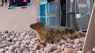 Seal pups' amazing journey of survival