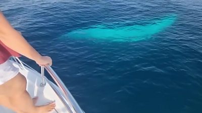 Standing on boat looking at whale underwater