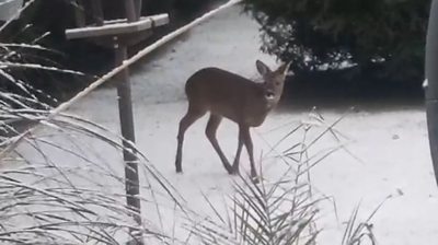 Deer in snow in East Ayrshire