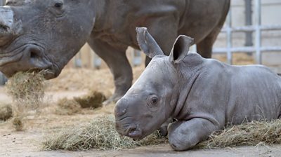 Baby white rhino