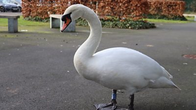 The widowed swan