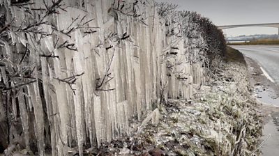 Icicles form a waterfall-effect in a hedge near Ipswich.