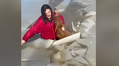 Calf being rescued by teenager