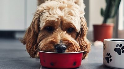 A dog eating from its bowl