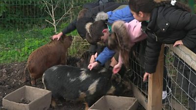 Mini pigs Oreo, Rusty and Dusty live in a pen next to the school playground where they're looked after by pupils, receiving lots of attention and care.