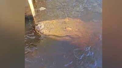 Alligator in icy water