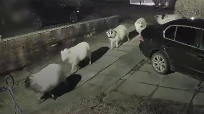 line of sheep enter garden