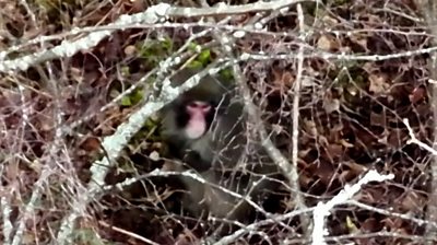 The Japanese Macaque escaped from the Highland Wildlife Park at the weekend.