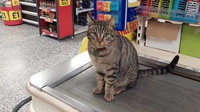 Susie the cat on a conveyor belt in a shop