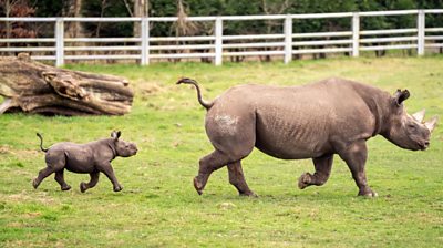 A baby rhino and his mum